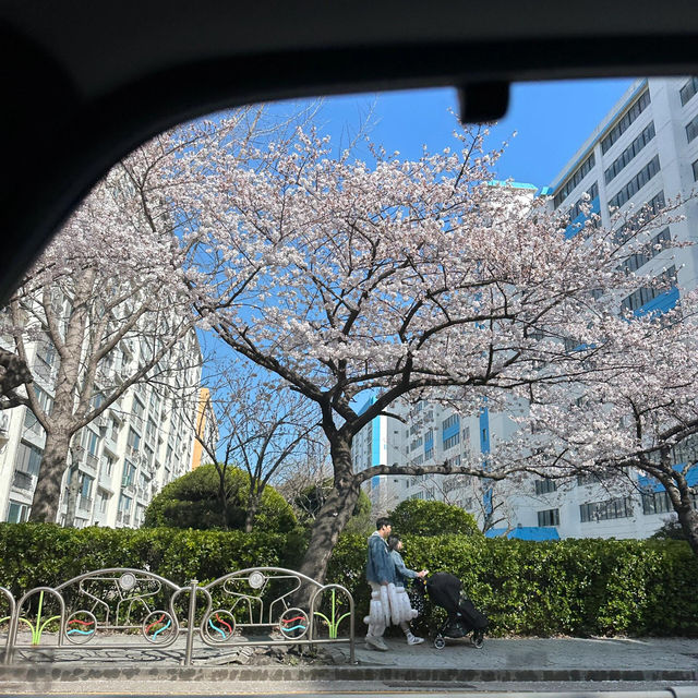 🌸慶南情報大學！櫻花迷城超靚爆🌸