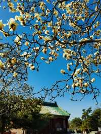北京｜普渡寺蘭花盛開 景美人少還免費的賞花地