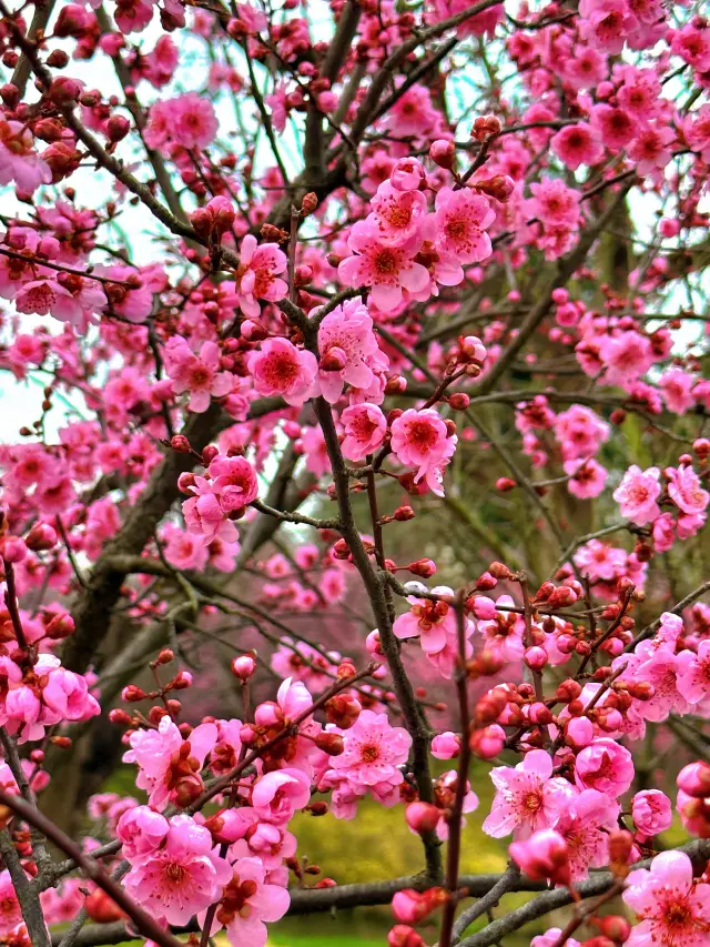 Spring in Yangzhou: Encounter Peach Blossoms and the Grand Canal