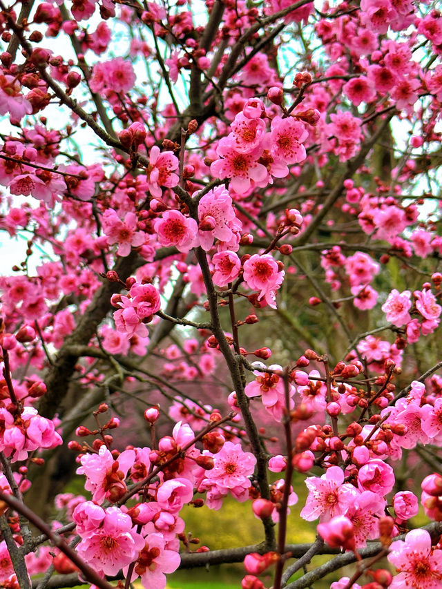 春日揚州：邂逅桃花與運河盛景