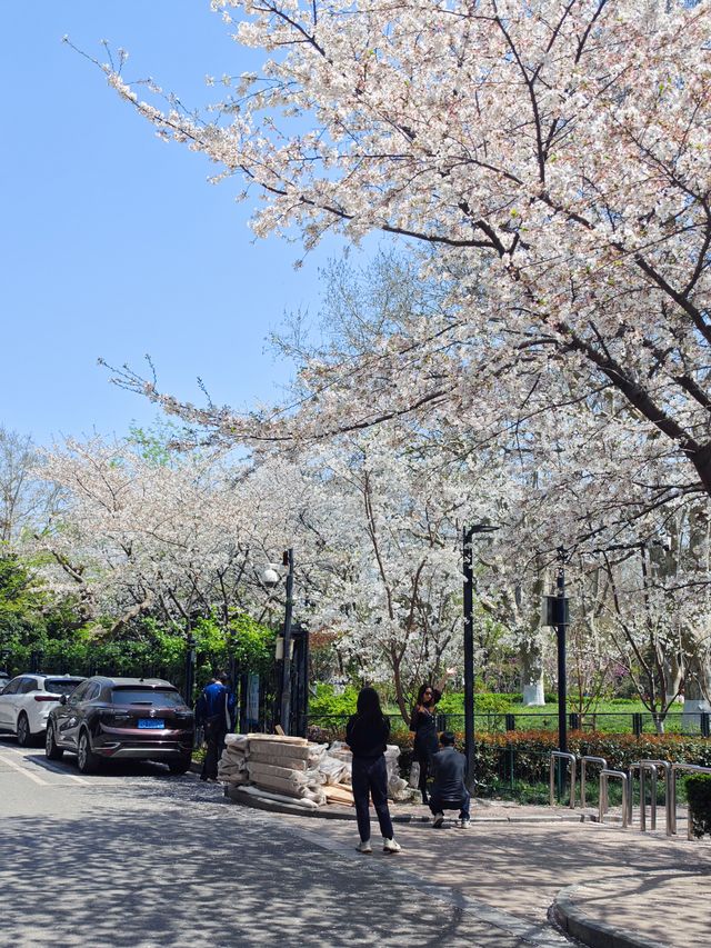 今日賞櫻必到｜虹口足球場櫻花季限定浪漫！