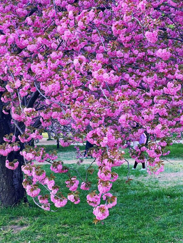 北京賞花了