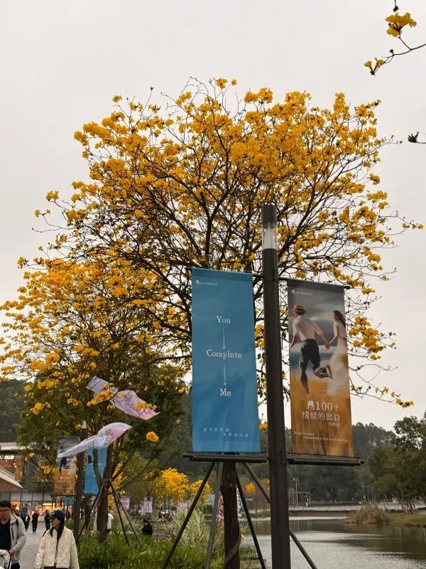 深圳！龍崗春日限定花海～