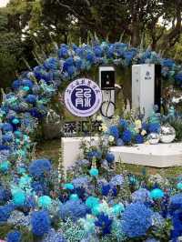深圳中山公園藏著的森系花展，美到令人窒息！