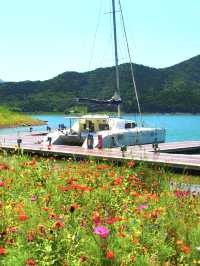 如歌的旅行｜碧波島的春天，去賞花去露營吧！