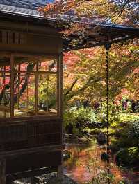 Kyoto Arashiyama Adventure: Complete Sagano Train & Sightseeing Guide 🚂