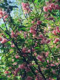春日限定|濰坊范公亭公園櫻花盛宴