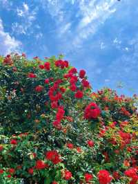 綿陽·將開區｜薔薇花牆3米高&百米長