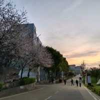 🌸武昌理工學院櫻花季，浪漫大爆發🌸