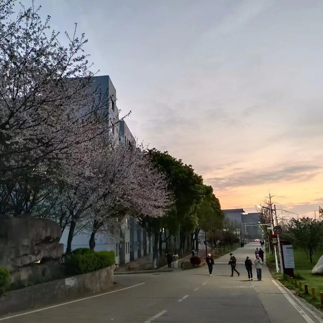 🌸武昌理工學院櫻花季，浪漫大爆發🌸
