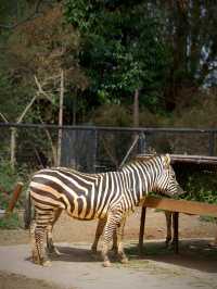 Zoo Walk | 唔好錯過雲南野生動物園嘅春天