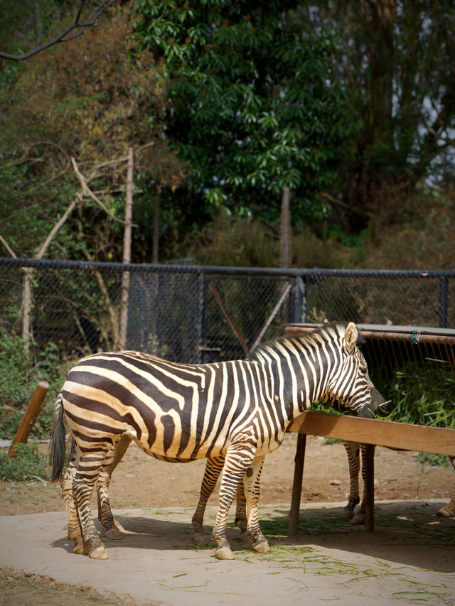 Zoo Walk | 唔好錯過雲南野生動物園嘅春天