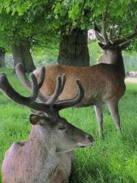 Wollaton Hall  - Gardens and Deer Park Nottingham🩶🤩
