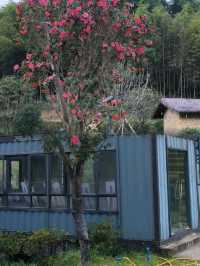 追星嶺南：在阿婆六的茶香裡，接住銀河碎片