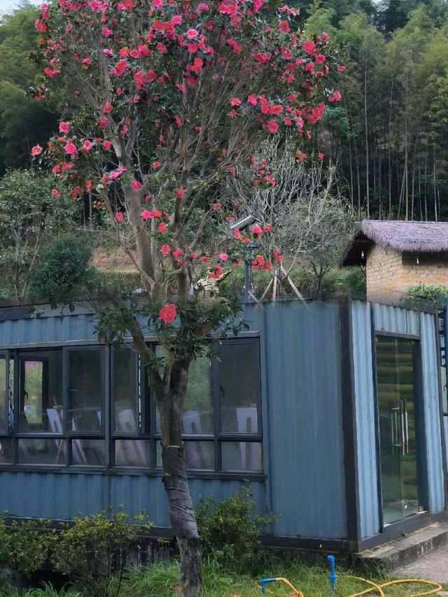 追星嶺南：在阿婆六的茶香裡，接住銀河碎片