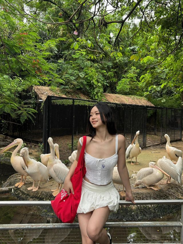 🦒Safari World｜曼谷野生動物園一日遊(ﾟoﾟ;;✨