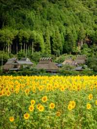 🌻美山町 | 闖入童話般的向日葵花海