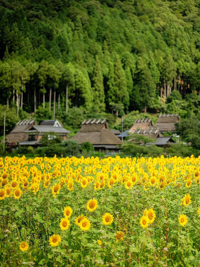 🌻美山町 | 闖入童話般的向日葵花海