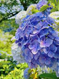 伊豆下田公園 | 繡球花的絕美盛宴
