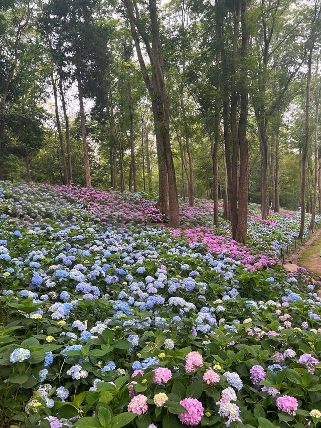 終於等到藍色嘅無盡夏啦