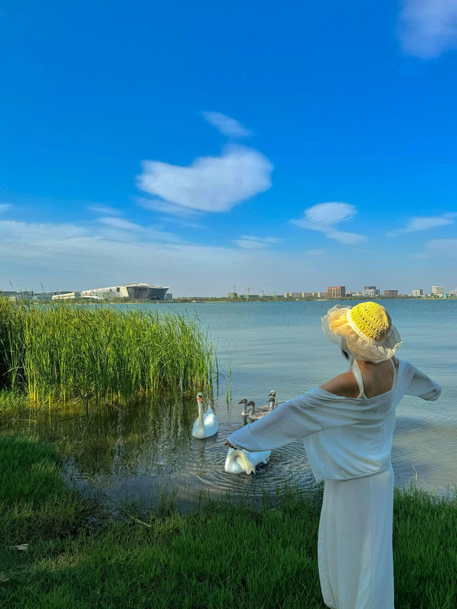 唔係雲南…真係鄭州 絕美天鵝湖真係鄭州…