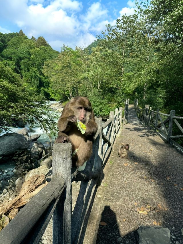 炎炎夏日，想逃離成都嘅酷熱？喇叭河呢個小眾避暑秘境，