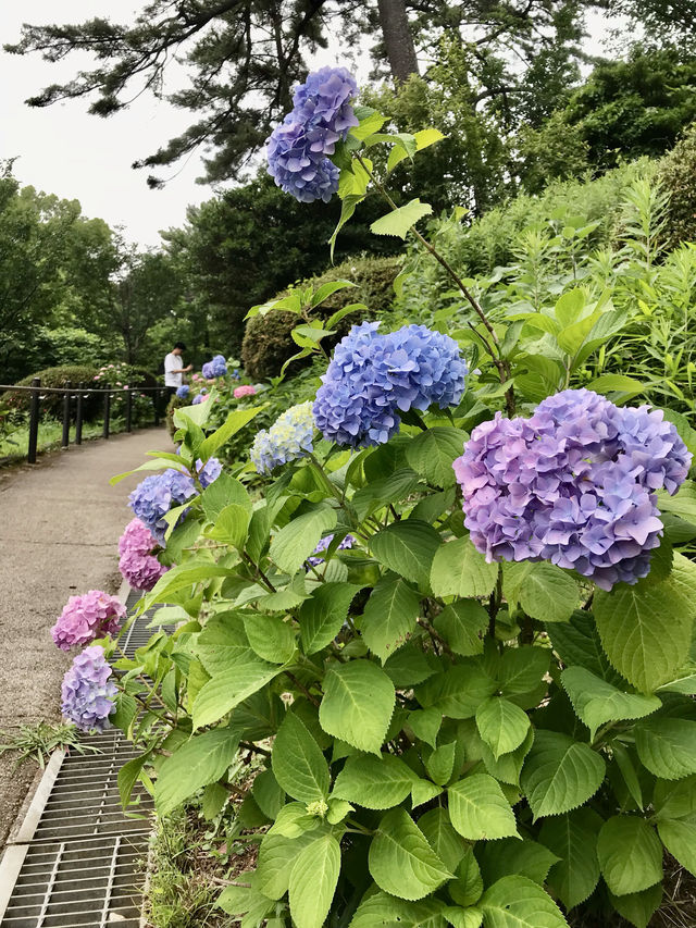 #多摩川台公園嘅繡球花