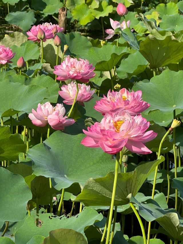 唔好再去西湖同人逼人！湘湖花海賞荷超絕攻略