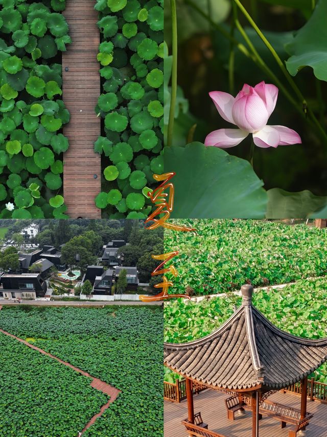 荷花🪷係夏日必不可少嘅一環
