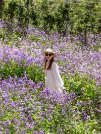 大連闖入莫奈花園！這片紫色花海美到失語～