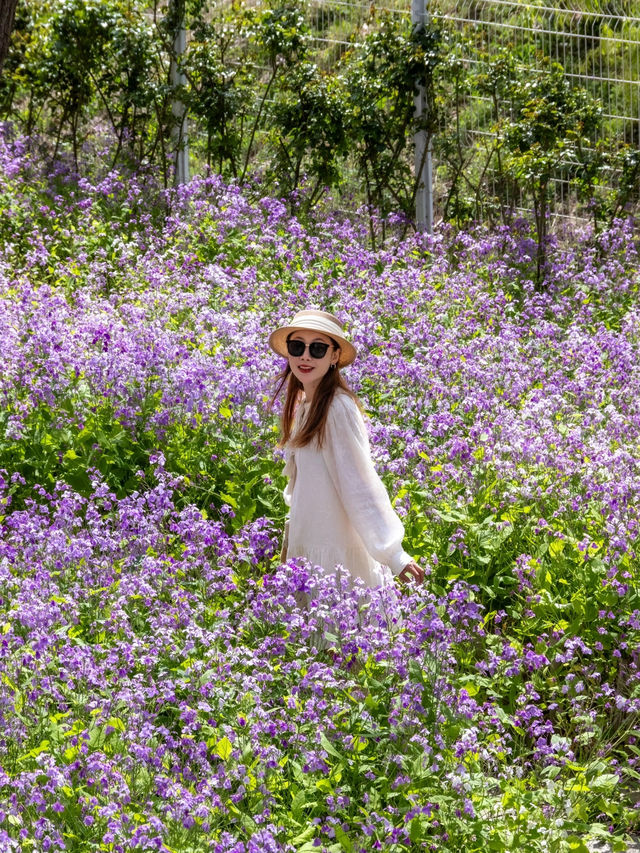 大連闖入莫奈花園！這片紫色花海美到失語～