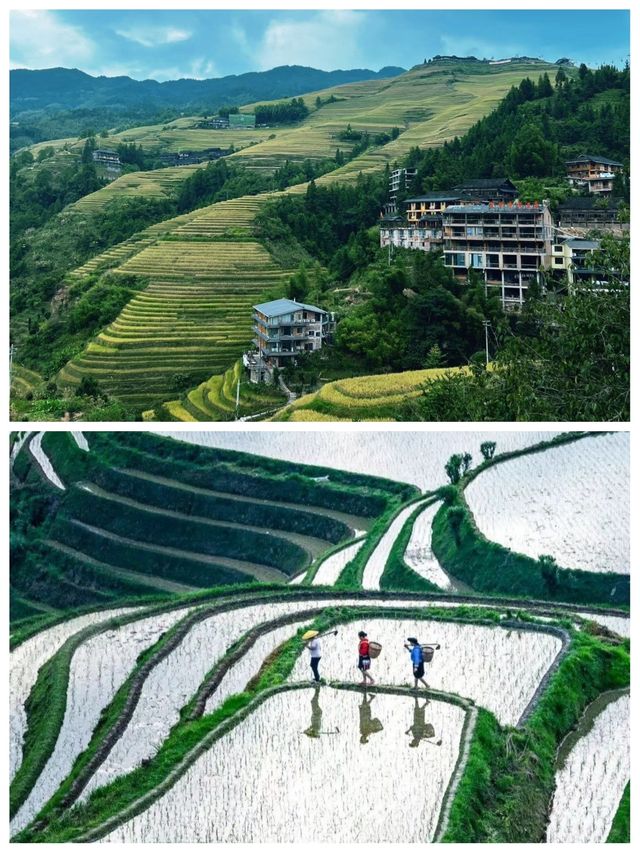 剛從龍脊梯田返嚟，講啲難聽嘅大實話
