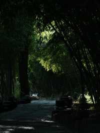 夏日避暑綠光森林