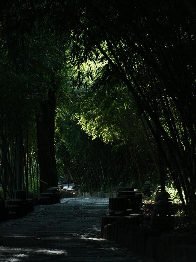 夏日避暑綠光森林