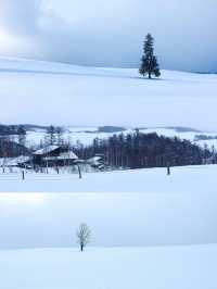 冬日嘅北海道就好似童話世界搬出嚟嘅冰雪幻境