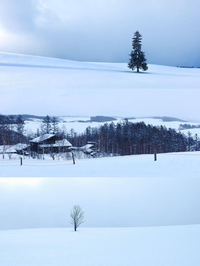 冬日嘅北海道就好似童話世界搬出嚟嘅冰雪幻境