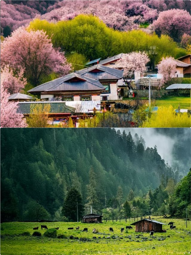 《別處是人海，林芝是桃源》