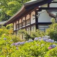 【東京周邊隱世賞花地！本土寺紫陽花美到似動畫場景！】