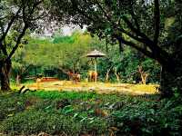 Tamao Wildlife Rescue: Cambodia’s Sanctuary of Hope