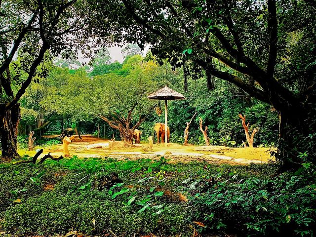 Tamao Wildlife Rescue: Cambodia’s Sanctuary of Hope