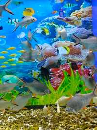 #新鴻藍海 #溫州新鴻藍海  【溫州新鴻藍海度假區】隱世海濱秘境，盡享陽光與浪花的完美假期