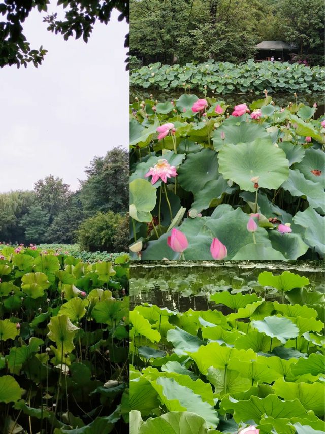 同里濕地夏日賞荷攻略 | 打卡這片江南水鄉嘅詩意荷塘 同里濕地夏日賞荷攻略 | 打卡這片江南水鄉嘅詩意荷塘