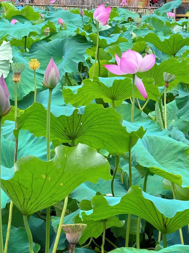抓住夏天的尾巴，走進普者黑的荷花世界🪷