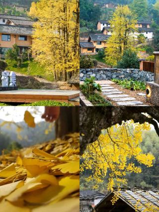 Autumn in Ji'an Wan'an｜Chasing Ginkgo in the Ancient Mountain Village