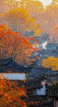 銀杏王國打卡指南
