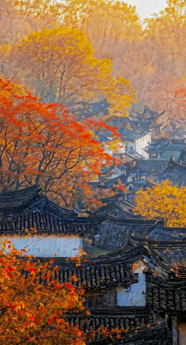 銀杏王國打卡指南
