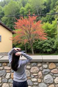 紅柿滿山的600年古村，終於迎來熱度！