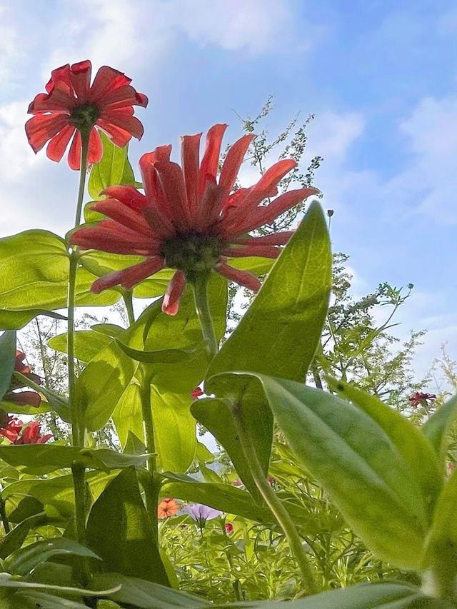 醉入油畫仙境！長沙洋湖濕地花海暴走指南