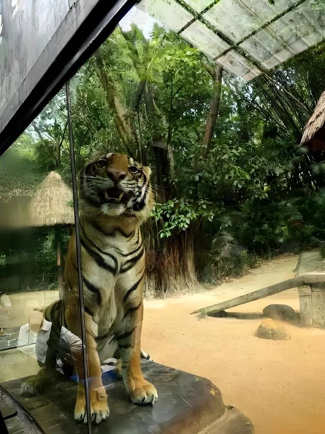 長隆動物世界一日暴走路線