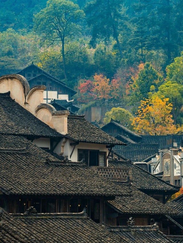 烏江寨深秋美景，霜白秋色正濃